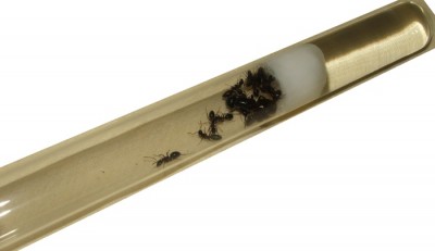 23 26.09.2011 a großes neues Nest.JPG