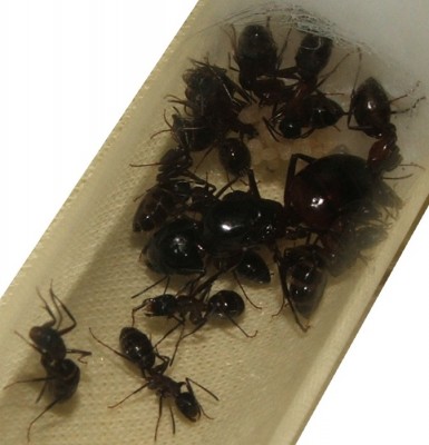 23 26.09.2011 c Nahansicht neues Nest 2.JPG