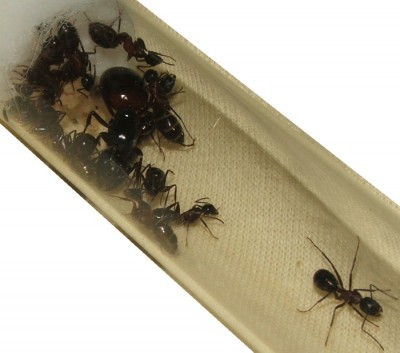 23 26.09.2011 d Nahansicht neues Nest 3.JPG