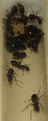 23 26.09.2011 f Nahansicht neues Nest 5.JPG