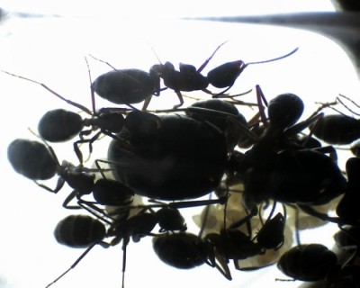 24 04.10.2011 d Mikroskopaufnahme 4.jpg