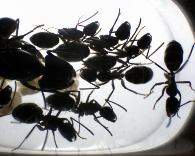 24 04.10.2011 f Mikroskopaufnahme 6.jpg