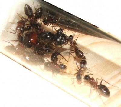 25 05.10.2011 c letzte Fütterung 3.JPG