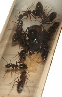 25 05.10.2011 d letzte Fütterung 4.JPG