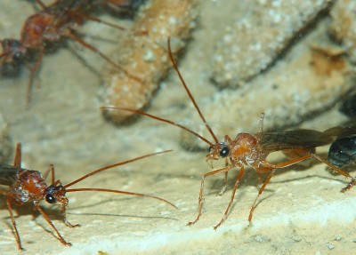 Myrmecia pavida Männchen.jpg