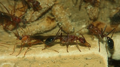 Myrmecia pavida Männchen 2.jpg