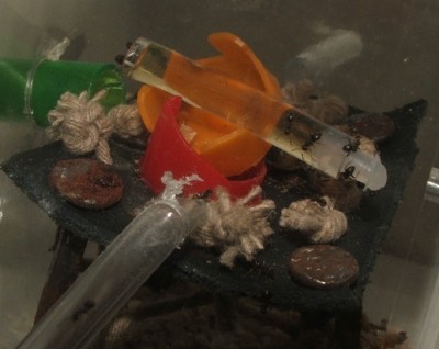 03 28.02.2011 c Honig in der Arena 3.JPG