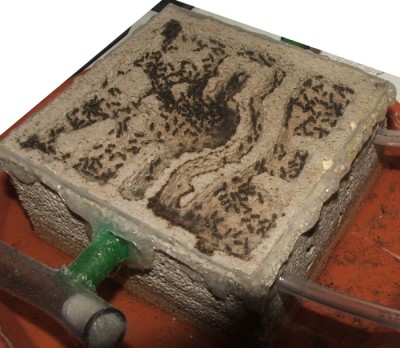 03 28.02.2011 h Futterverteilung im mittleren Modul 3.JPG