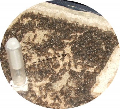 05 04.03.2011 e Königinnenknubbel.JPG