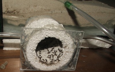 06 31.03.2011 c 'Wasserschleuse' kurz nach Umzug voll besetzt.JPG