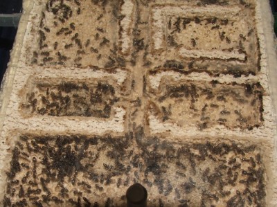 07 31.03.2011 e großes Horizontalnest links Nahansicht 3.JPG