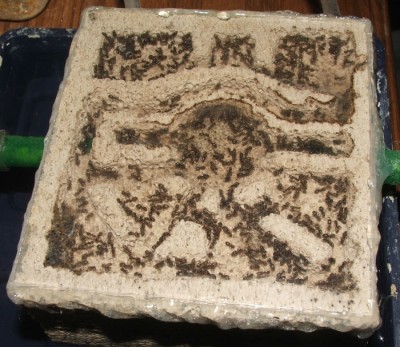 07 31.03.2011 f kleines Horizontalnest mitte 1.JPG