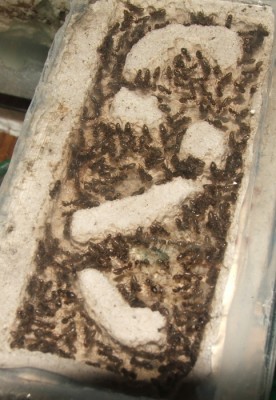 07 31.03.2011 j Vertikalnest Decke.JPG