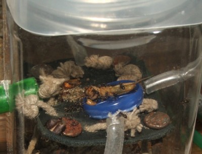 07 31.03.2011 m Heimchenhälfte.JPG