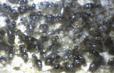 09 04.04.2011 b mittlerer Bruthaufen großes Nest.jpg