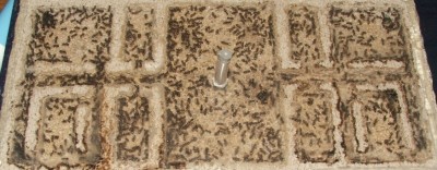 11 09.04.2011 b großes Nest links mit wenigen Larven.JPG