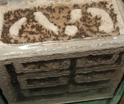 11 09.04.2011 f rechtes Vertikalnest mit vielen Larven.JPG