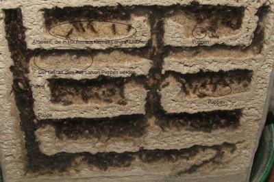 11 09.04.2011 g rechtes Vertikalnest Frontansicht, mit Verpuppungsort und einigen Puppen.JPG