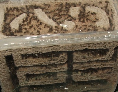 13 11.04.2011 a Eier und Puppen und viele Larven 1.JPG