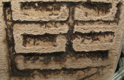 13 11.04.2011 b Eier und Puppen und viele Larven 2.JPG