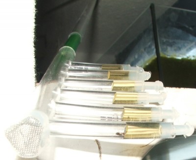 13 12.04.2011 d kürzlich eingerichtet nah.JPG