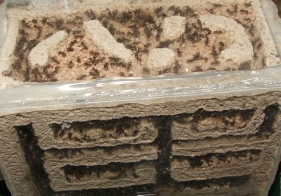 14 14.04.2011 d Puppen und Eier.JPG