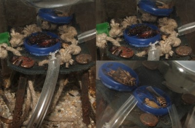 15 15.04.2011 Mehlwurmkäfermahl.JPG