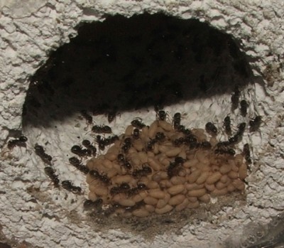 16 16.04.2011 b Puppen in der Wasserschleuse.JPG