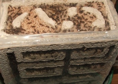 16 16.04.2011 d Vertikalnest Vogelperspektive.JPG