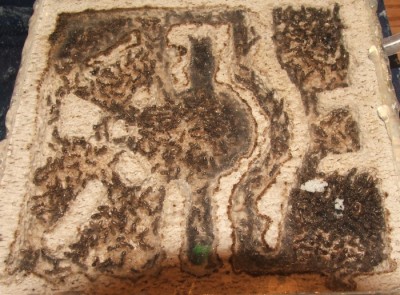 16 16.04.2011 e mittleres Nest mit Eiern und neuem Durchgang.JPG