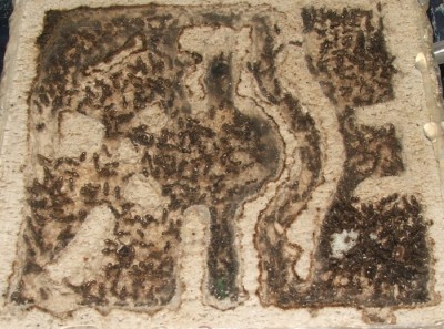 17 20.04.2011 c kleines Horizontalnest mit Königin.JPG (207.32 KiB) 7065-mal betrachtet 17 20.04.2011 c kleines Horizontalnest mit Königin.JPG