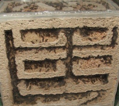 17 20.04.2011 d Vertikalnest Frontalansicht.JPG (229.54 KiB) 7071-mal betrachtet 17 20.04.2011 d Vertikalnest Frontalansicht.JPG