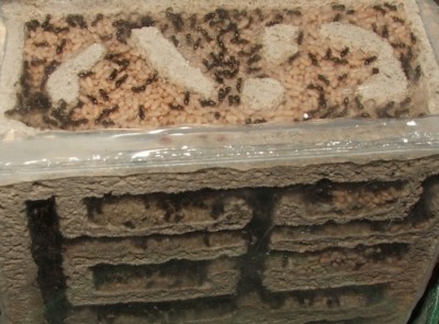 17 20.04.2011 e Vertikalnest Vogelperspektive.JPG (159.75 KiB) 7108-mal betrachtet 17 20.04.2011 e Vertikalnest Vogelperspektive.JPG