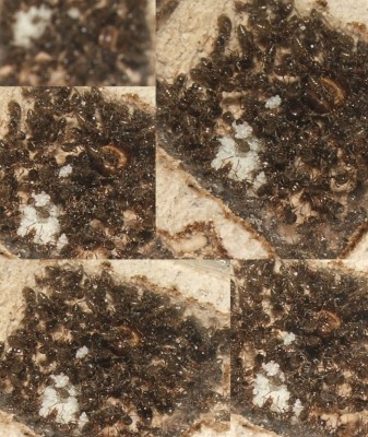 17 20.04.2011 g Details der dicken Königin mit ihrem großen Eierhaufen.JPG (308.3 KiB) 7087-mal betrachtet 17 20.04.2011 g Details der dicken Königin mit ihrem großen Eierhaufen.JPG