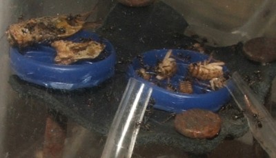 17 20.04.2011 h Heimchenfutter.JPG (80.72 KiB) 7026-mal betrachtet 17 20.04.2011 h Heimchenfutter.JPG