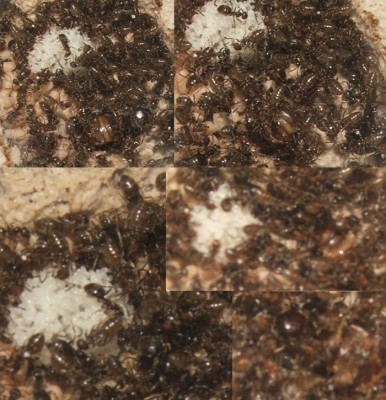 18 21.04.2011 c Königin mit Eiern.JPG