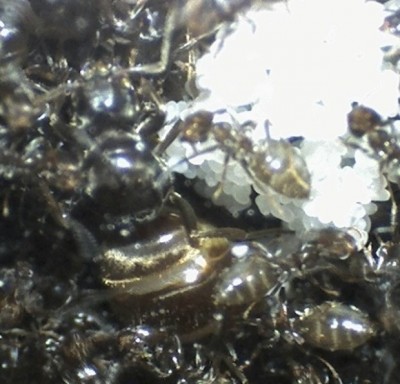 18 21.04.2011 d Königin mit geschwollenem Gaster 1.jpg