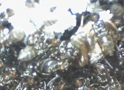 18 21.04.2011 e Königin mit geschwollenem Gaster 2.jpg