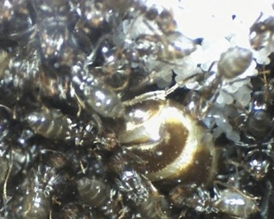 18 21.04.2011 f Königin mit geschwollenem Gaster 3.jpg