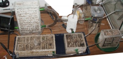 19 22.04.2011 a Gesammtansicht mit neuem Nest.JPG