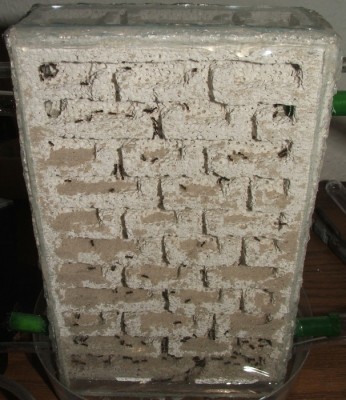 19 22.04.2011 c großes Nest.JPG