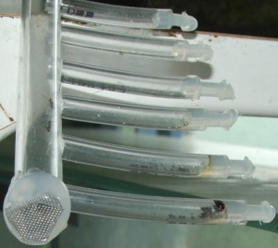 21 28.04.2011 a Heimchenkopf in der rechten Futteranlage.JPG