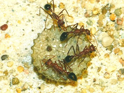 Myrmecia.jpg