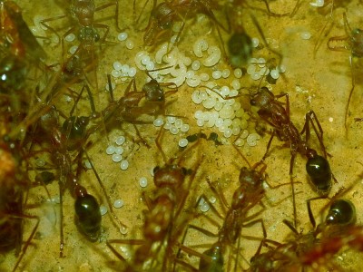 Myrmecia_3.JPG