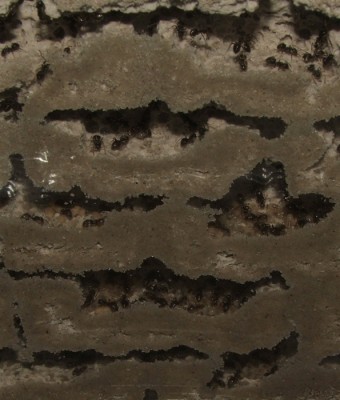 22 29.04.2011 d Brut im neuen Nest 1.JPG