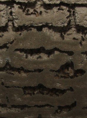 22 29.04.2011 e Brut im neuen Nest 2.JPG