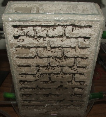 23 30.04.2011 c großes neues Vertikalnest.JPG