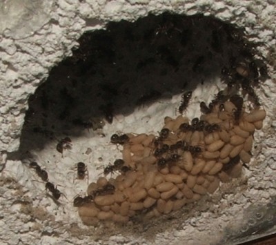 23 30.04.2011 i Puppen in der Wasserschleuse.JPG