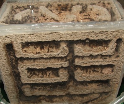 23 30.04.2011 j Vertikalnest Frontansicht.JPG