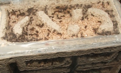 23 30.04.2011 k Vertikalnest Vogelperspektive.JPG